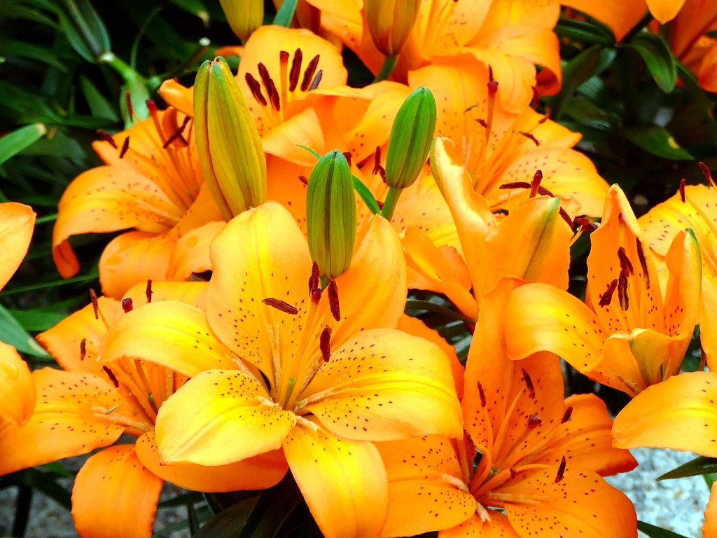 百合花