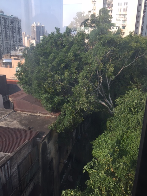 民署將於下周有序地開展清理塌樹工程