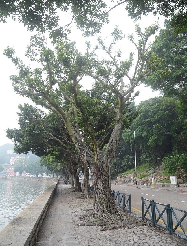 民國大馬路一株瀕死的細葉榕