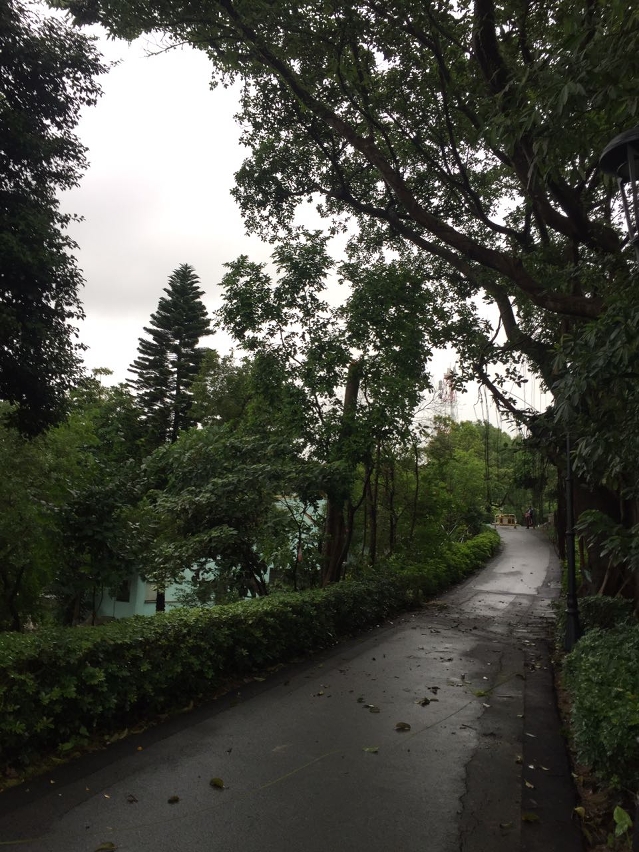 民署人員緊急移除松山樹木斷枝，現場已於同日下午解封