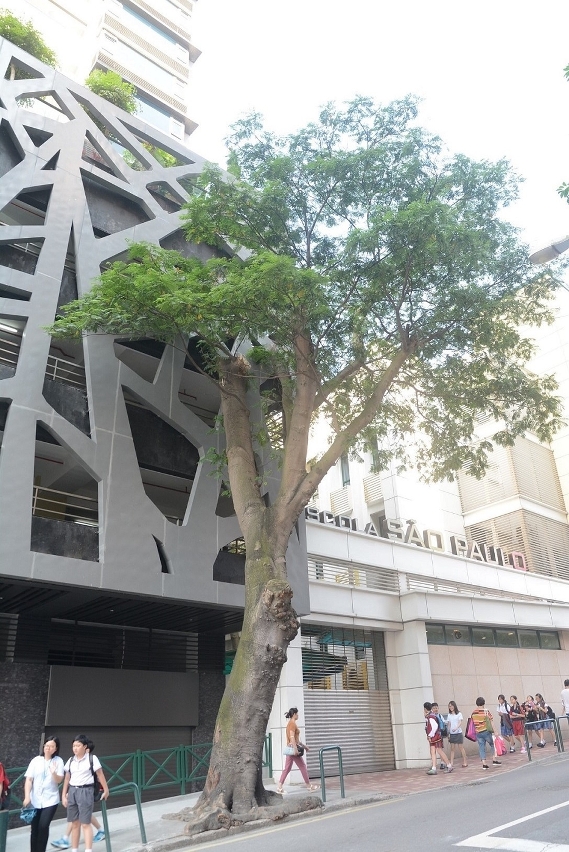 馬交石斜坡的南洋楹樹基超過一半壞死