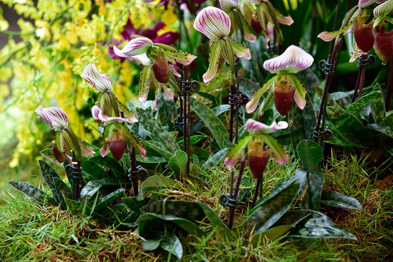 春季熱帶蘭花展