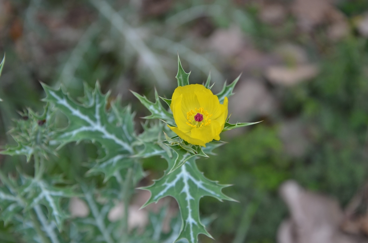 生態區的各種植物陸續開花，相中為薊罌粟 (學名：Argemone mexicana)