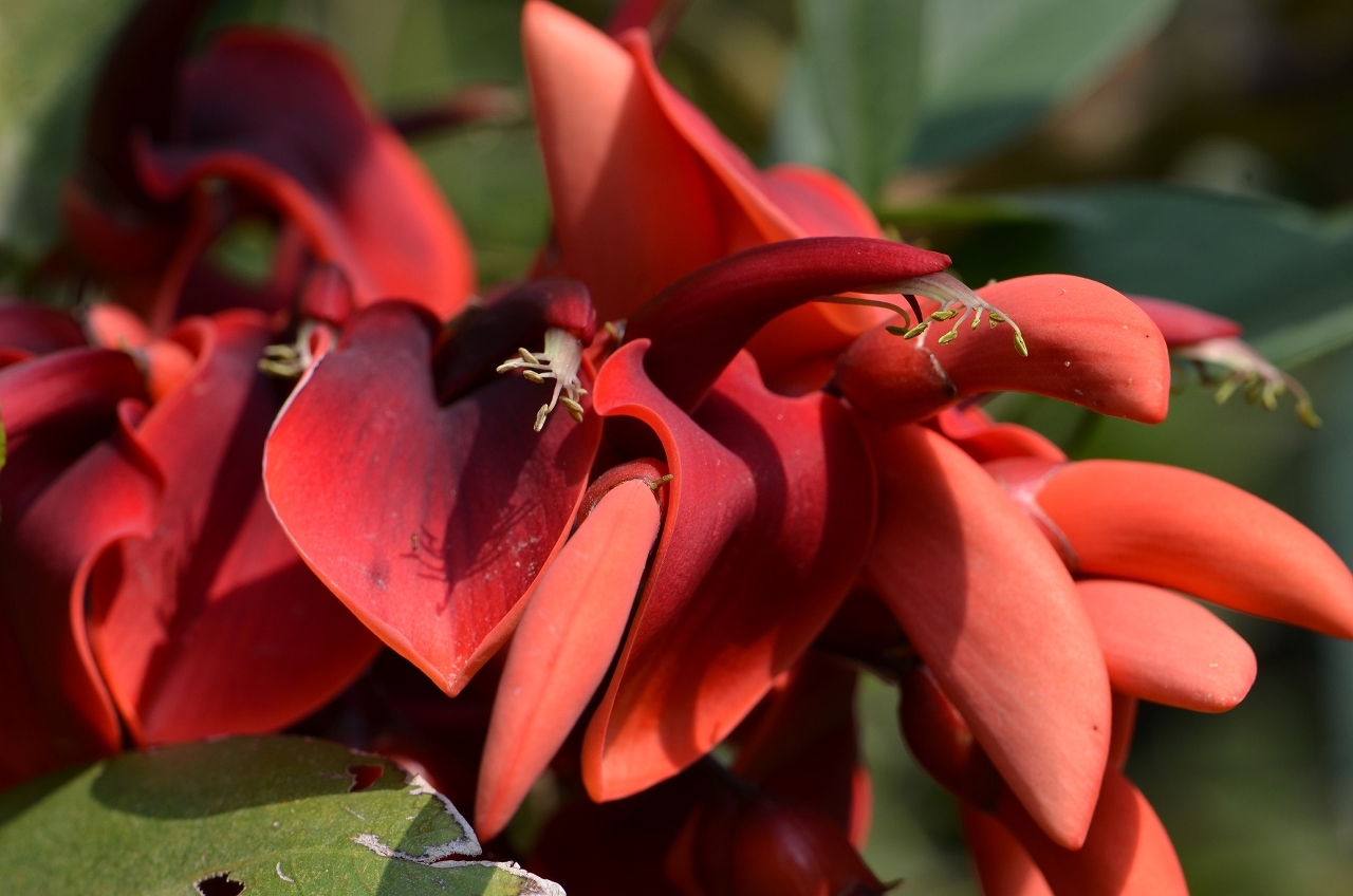Eritŕina da Crista de Galo (Erythrina crista-galli)