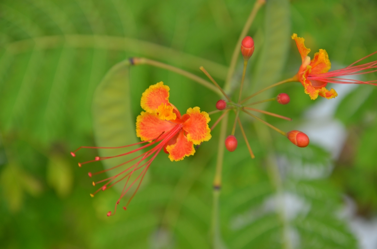 Caesalpínia Linda (Caesalpinia pulcherrima)