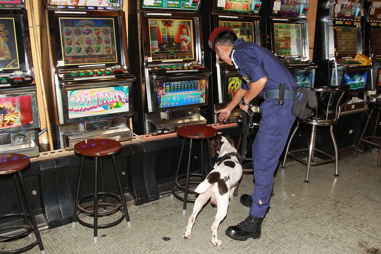 特警領犬員帶領警犬執行警務工作