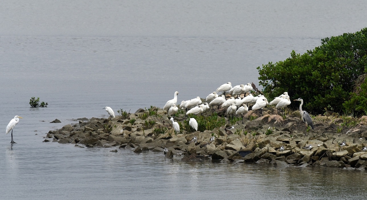 Os colheireiros-de-cara-preta, que vêm passar o Inverno em Macau, estão a repousar nas Zonas Ecológicas