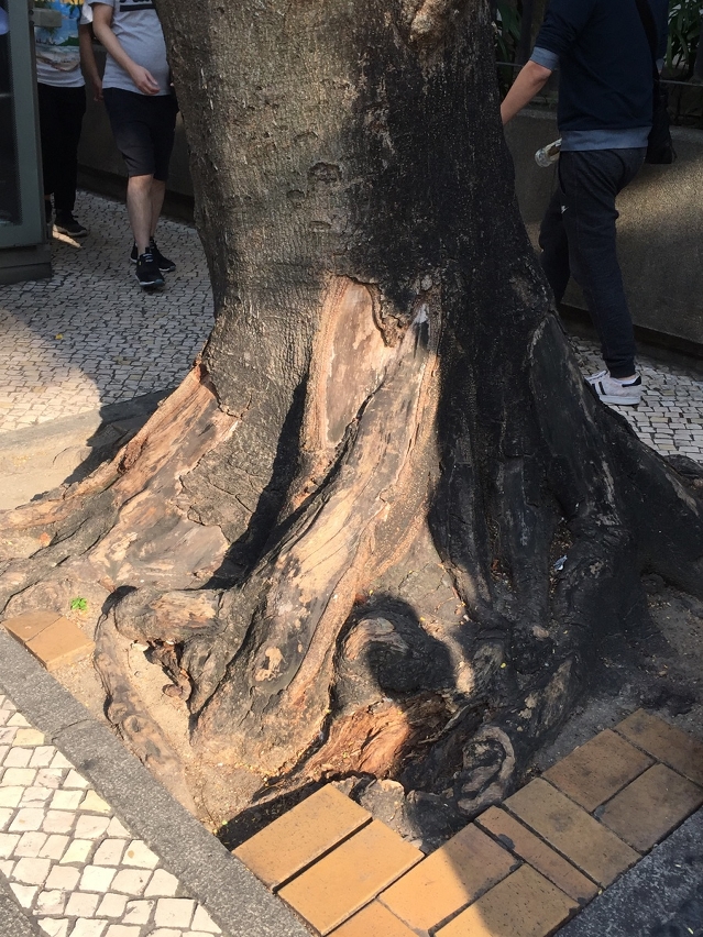 南洋楹樹基出現大面積壞死