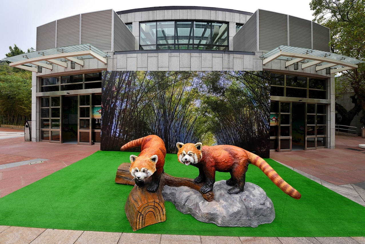 川金絲猴將在石排灣郊野公園內珍稀動物館與公眾見面