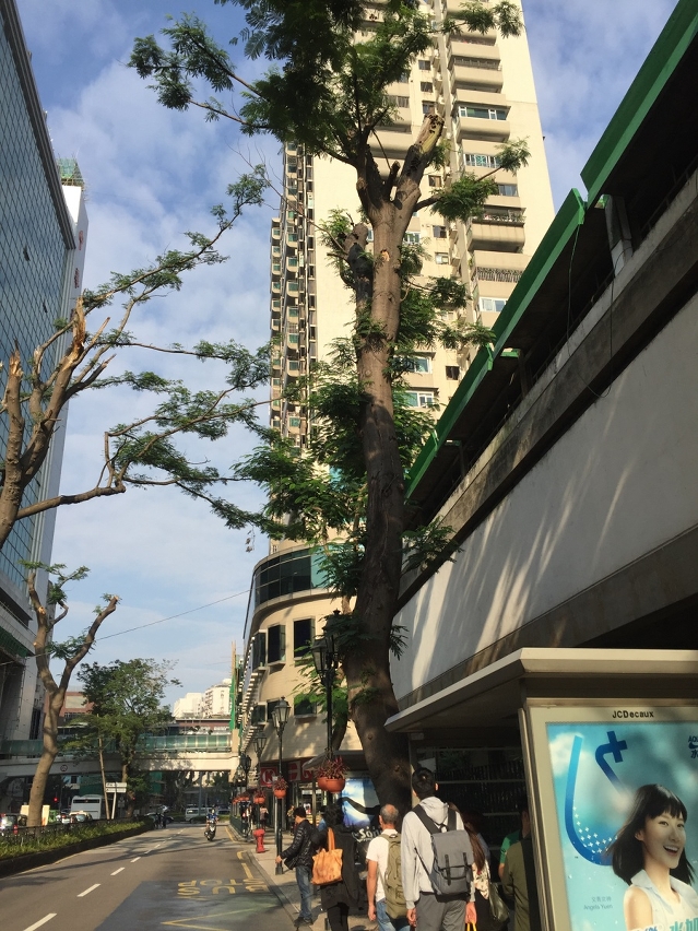 約翰四世大馬路一株南洋楹樹身穩固性欠佳