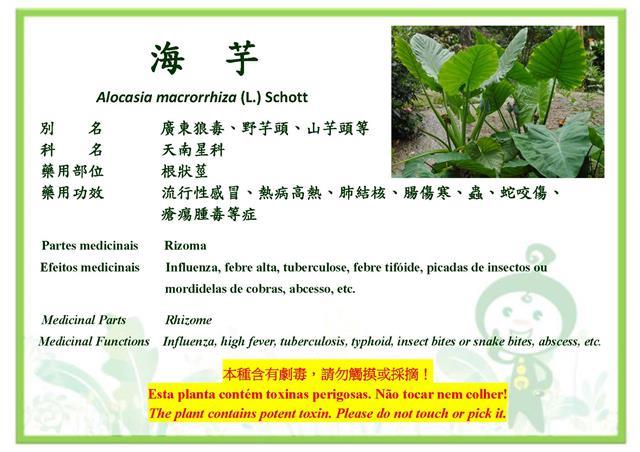海芋植物簡介