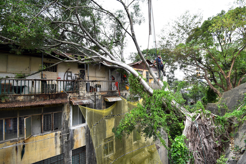 倒塌後樹冠壓在對面樓宇屋頂上