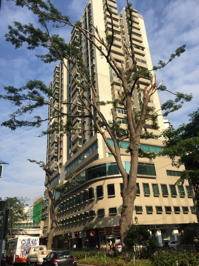 同步修剪約翰四世大馬路路段內多株大樹的折損枝幹