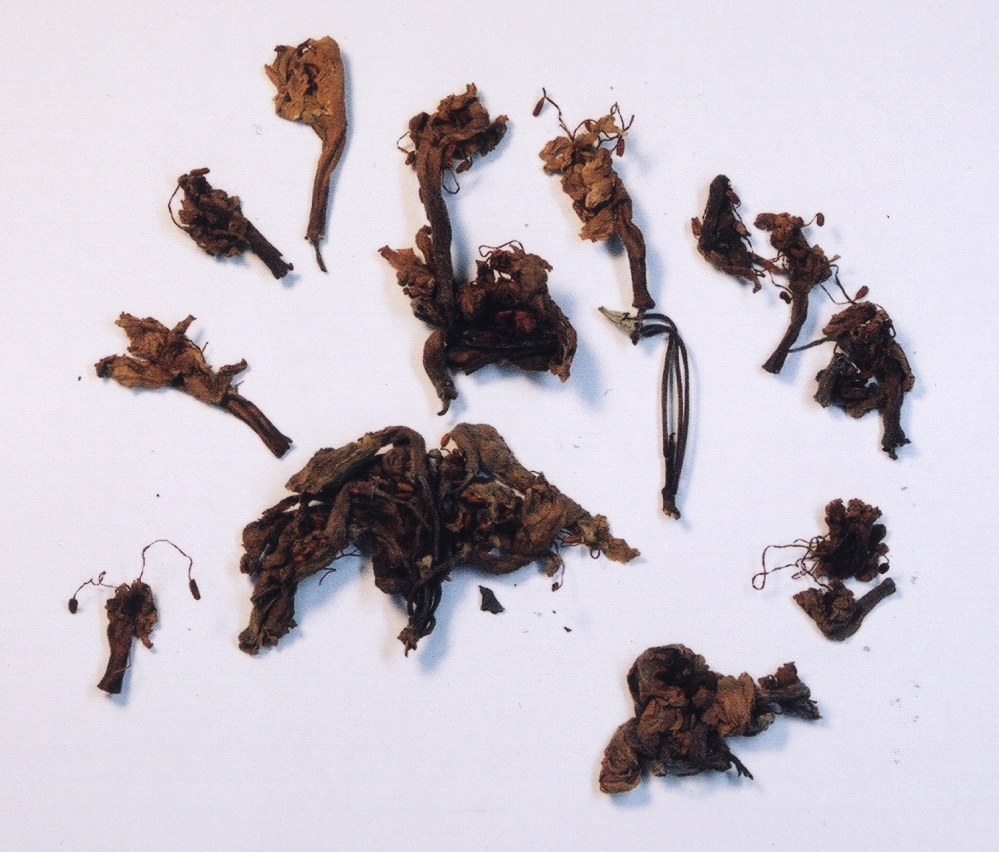 鬧羊花