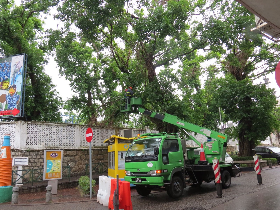 處理路環樹木斷技個案