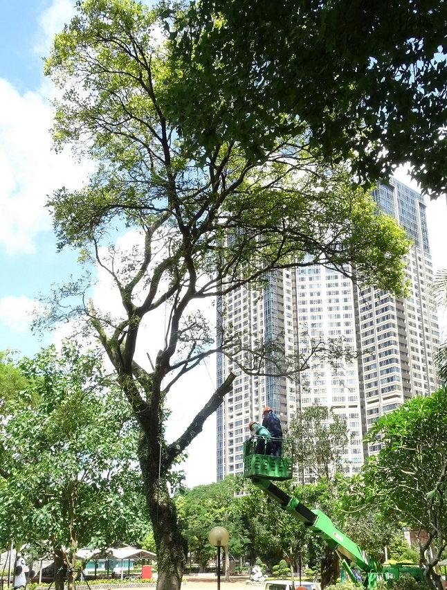 民署加緊清理有潛在危險的病樹，避免樹木倒塌造成傷亡事故
