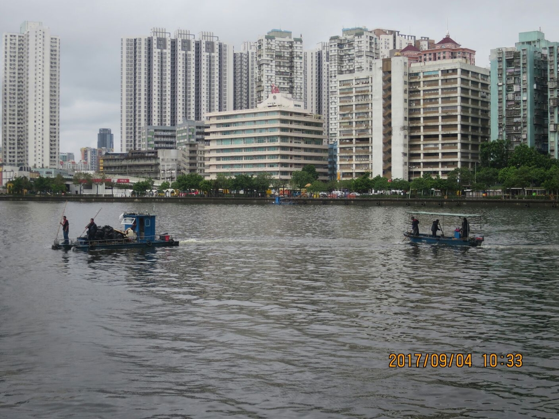 工作人員加緊清理海面死魚 (2)