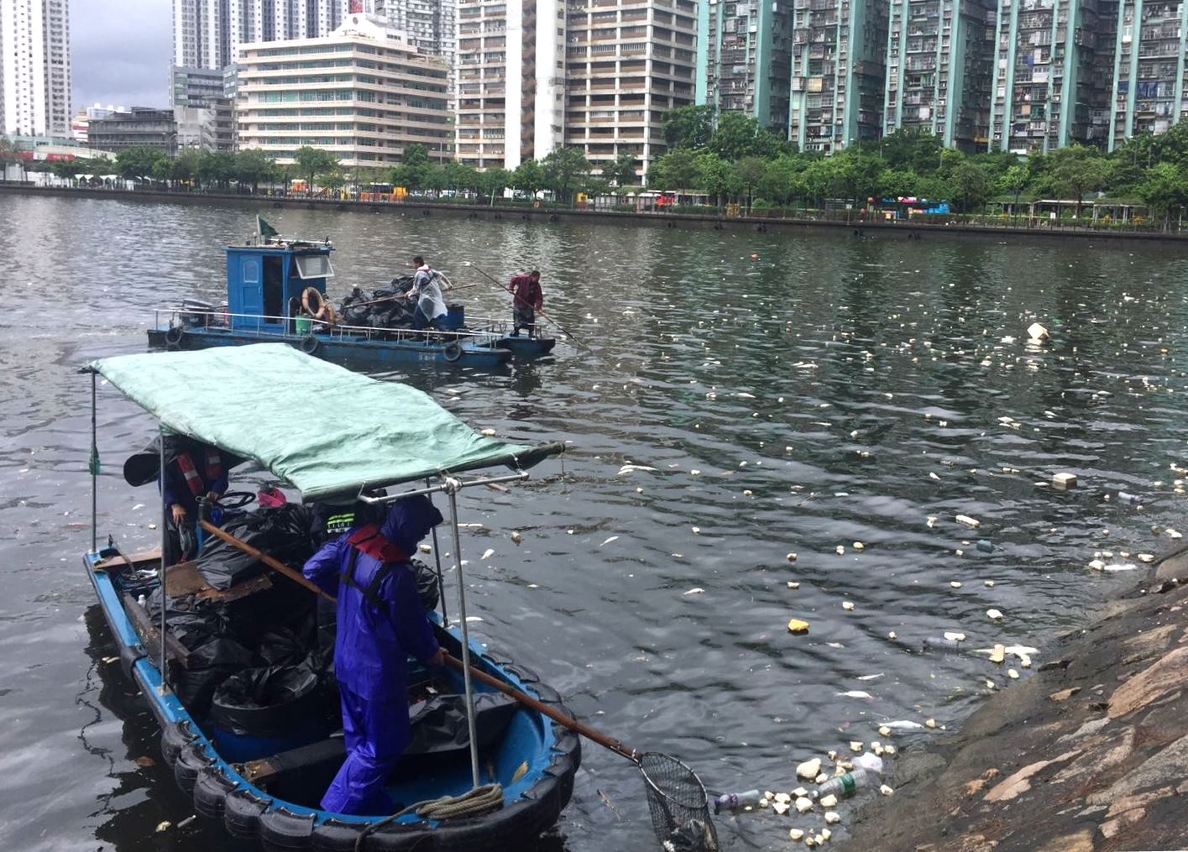 工作人員加緊清理海面死魚