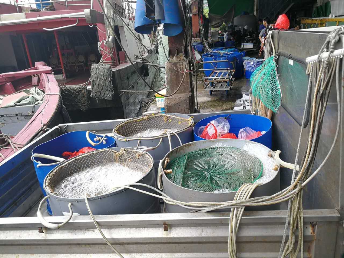 海關緝獲未經檢疫的海產
