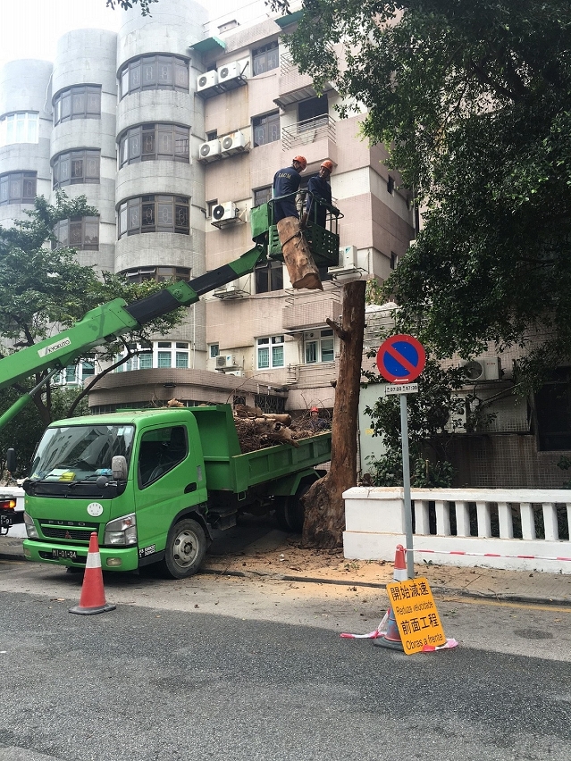 移除位於得勝馬路的枯樹