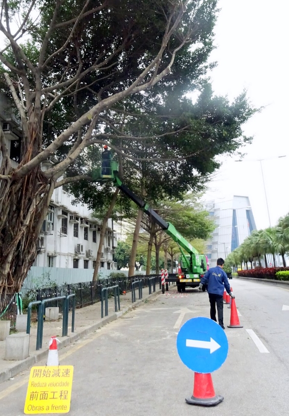 民署於風季前加緊進行樹木修剪工作