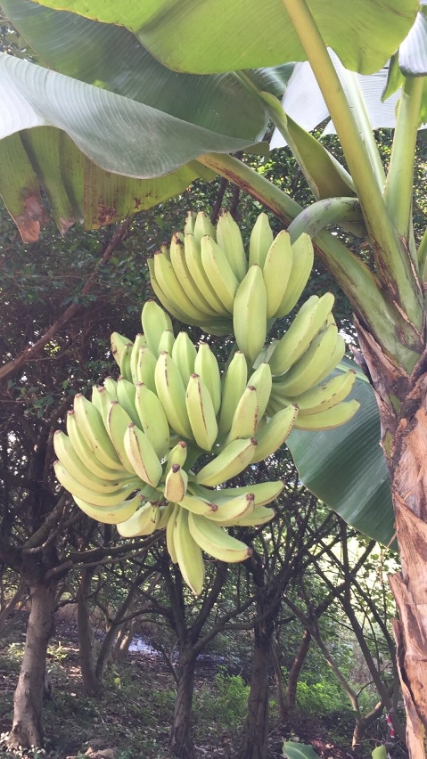 Chegou o início do Verão, vários cachos esverdeados de Musa × paradisíaca, uma fruta tropical que cresce na Zona de Ecologia.