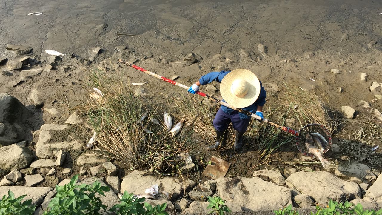 鴨涌河沿岸浮現死魚