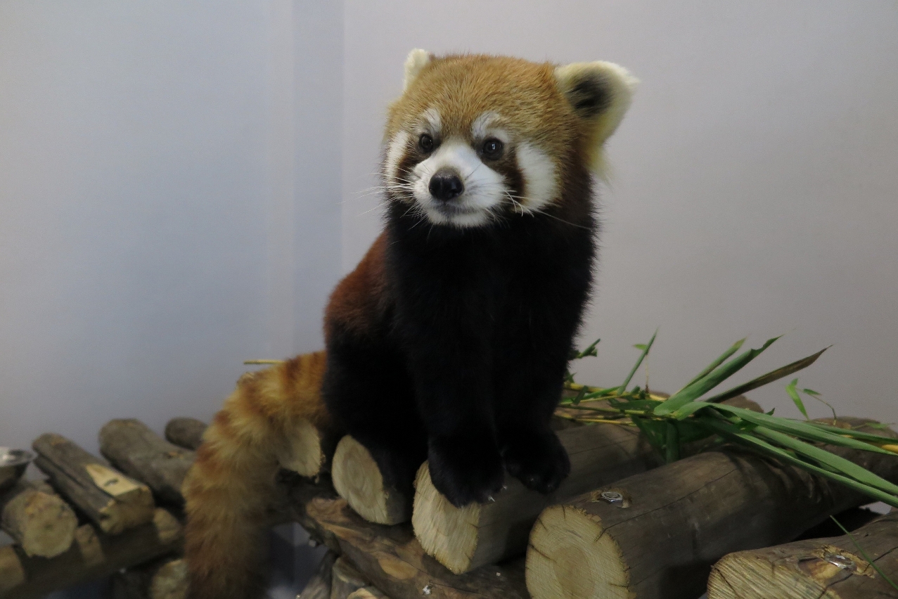 雄性小熊貓