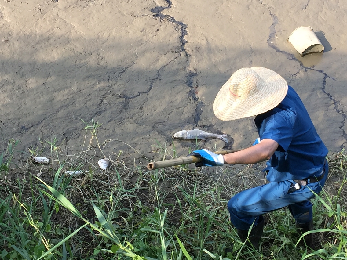 工作人員加緊清理海面死魚