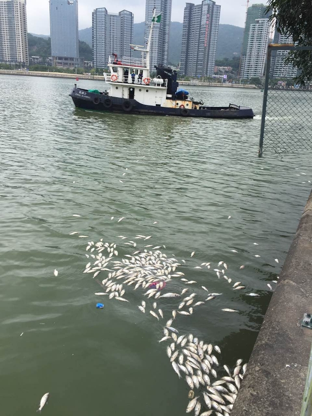 內港海面出現少量死魚