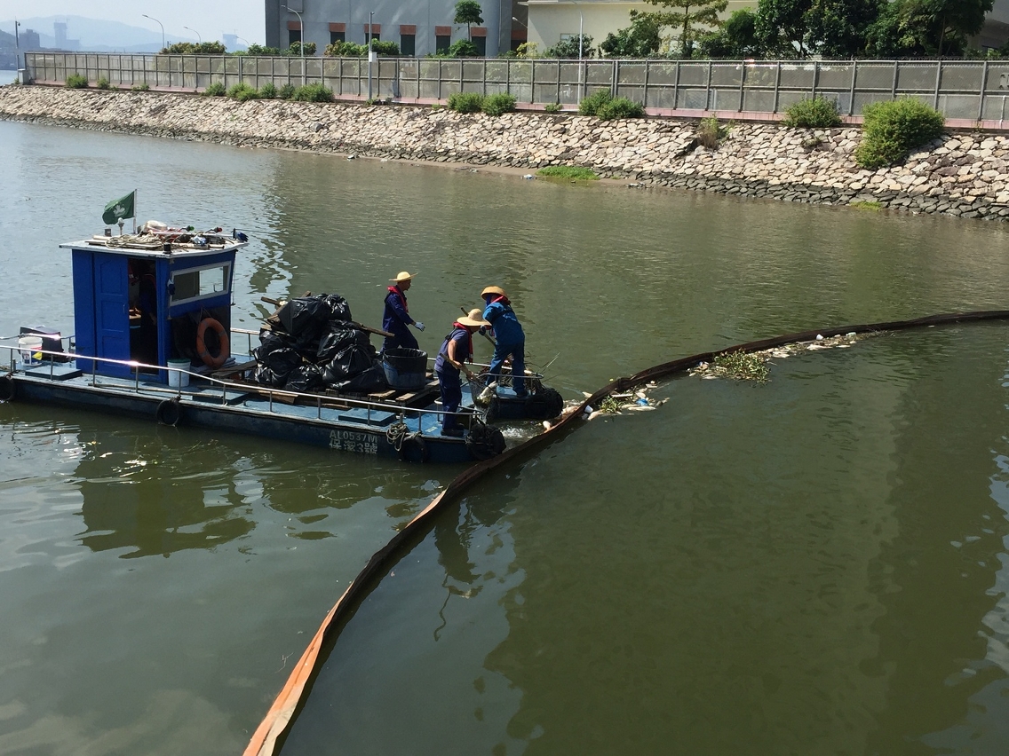 工作人員加緊清理海面死魚