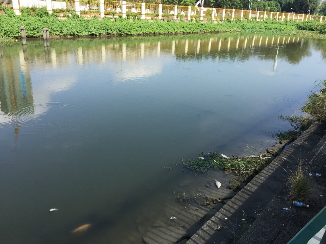 鴨涌河面浮現零星死魚