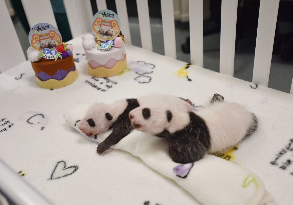 The month-old panda cubs make their first public appearance on 26 July, following their birth on 26 June.