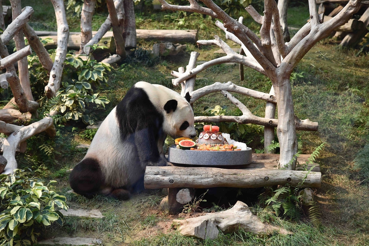 “開開”吃生日蛋糕吃得津津有味