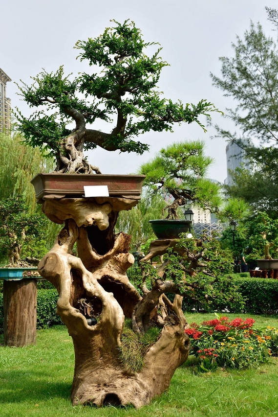 秋季盆景花卉展在龍環葡韻舉行