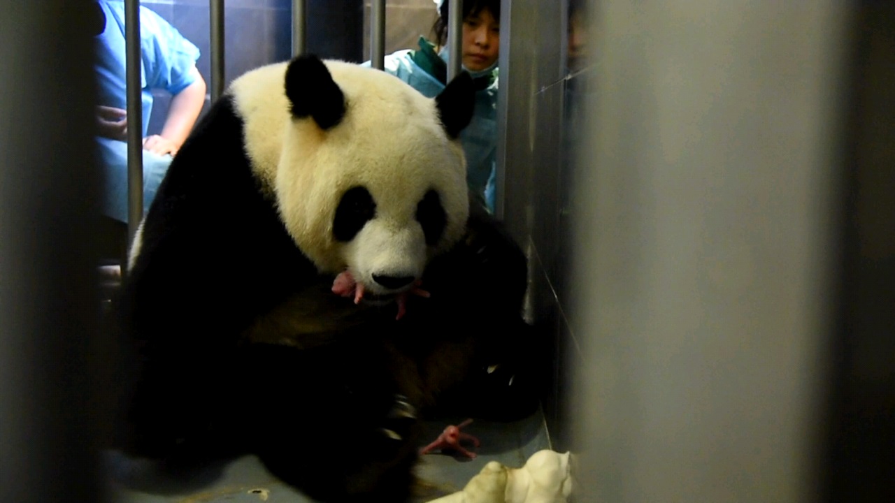Panda Gigante Xin Xin dá à luz par de gémeos