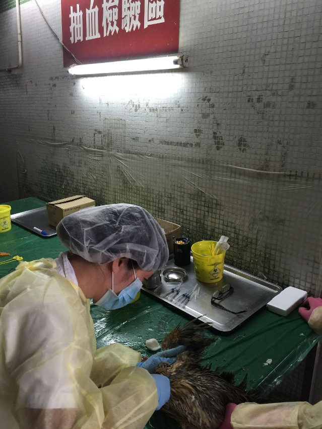 Staff of the Civic and Municipal Affairs Bureau check the batch of live birds before sending to neighbourhood wet markets.