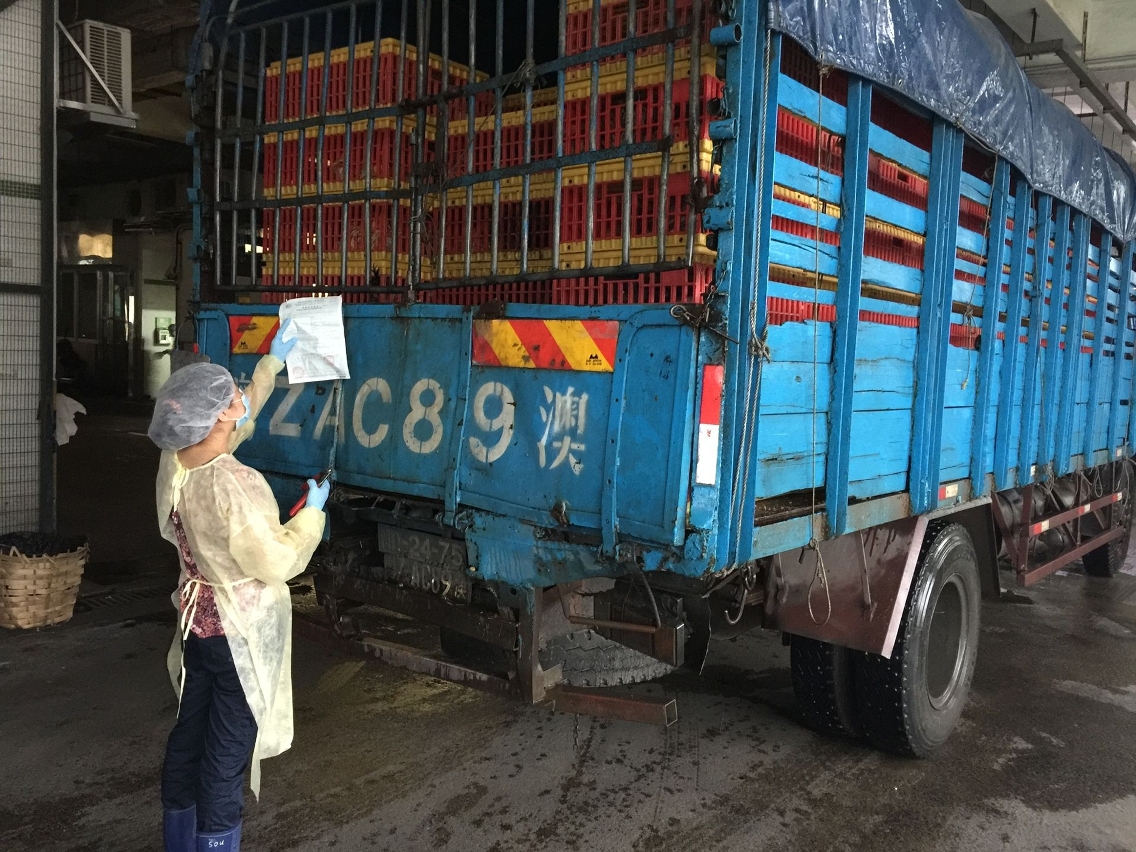 Staff of the Civic and Municipal Affairs Bureau checks certificate for the live birds imported from Zhuhai.