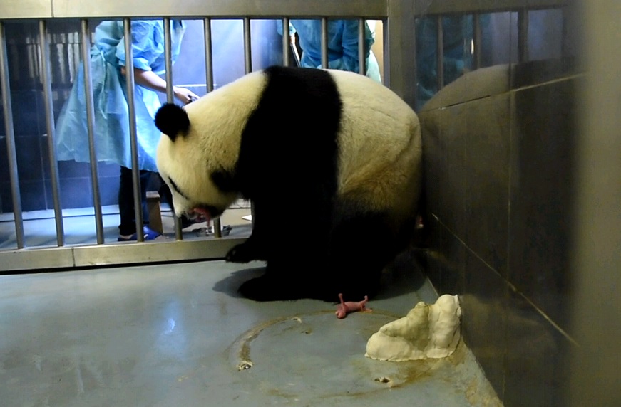 Panda Gigante Xin Xin dá à luz par de gémeos