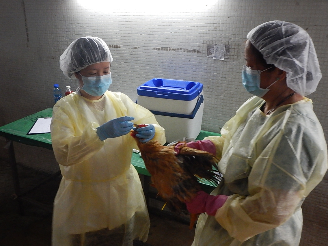 Staff of the Civic and Municipal Affairs Bureau check the batch of live birds before sending to neighbourhood wet markets.
