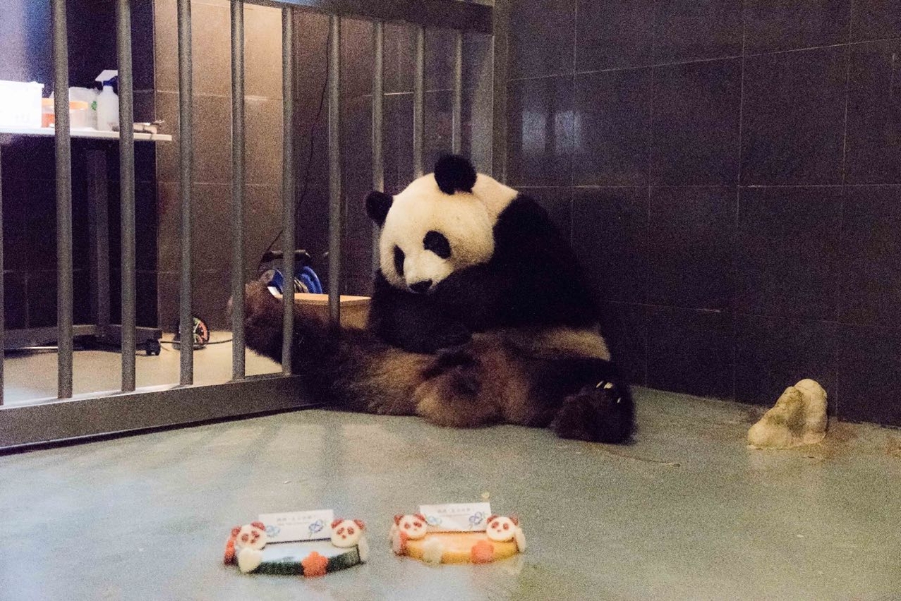 心心懷抱著熊貓寶寶悉心照顧