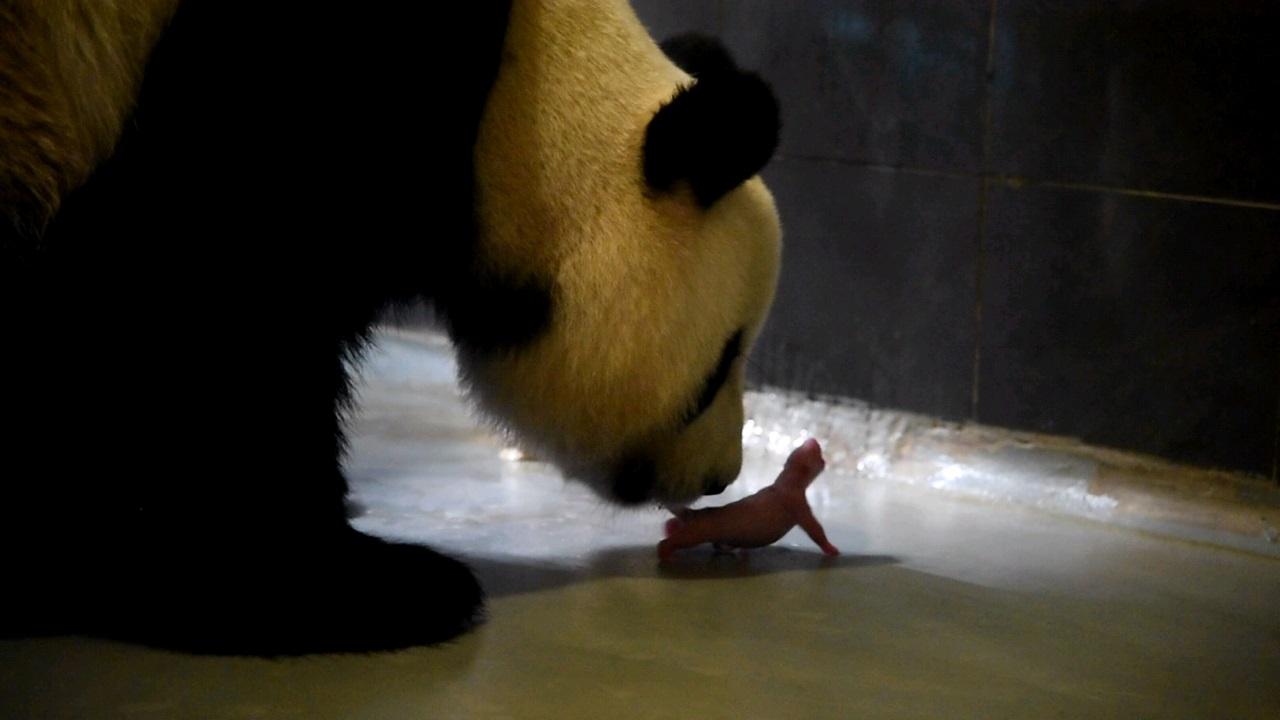 Panda Gigante Xin Xin dá à luz par de gémeos