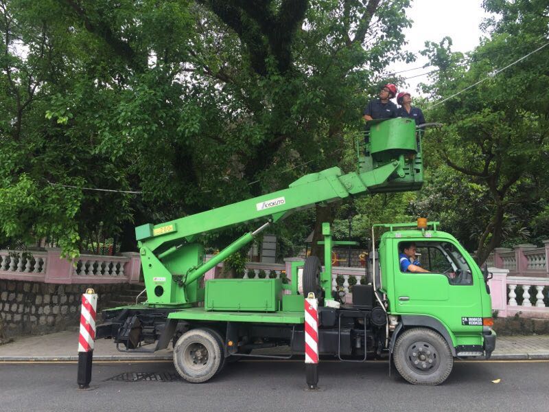 民署護樹人員修剪公園樹木