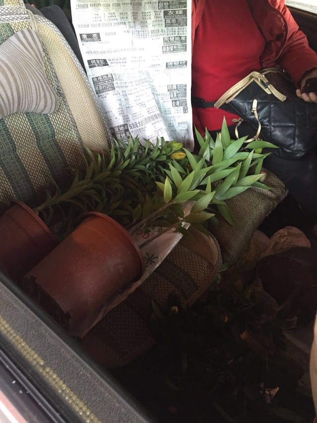 海關查獲未經檢疫賀年花卉31盆