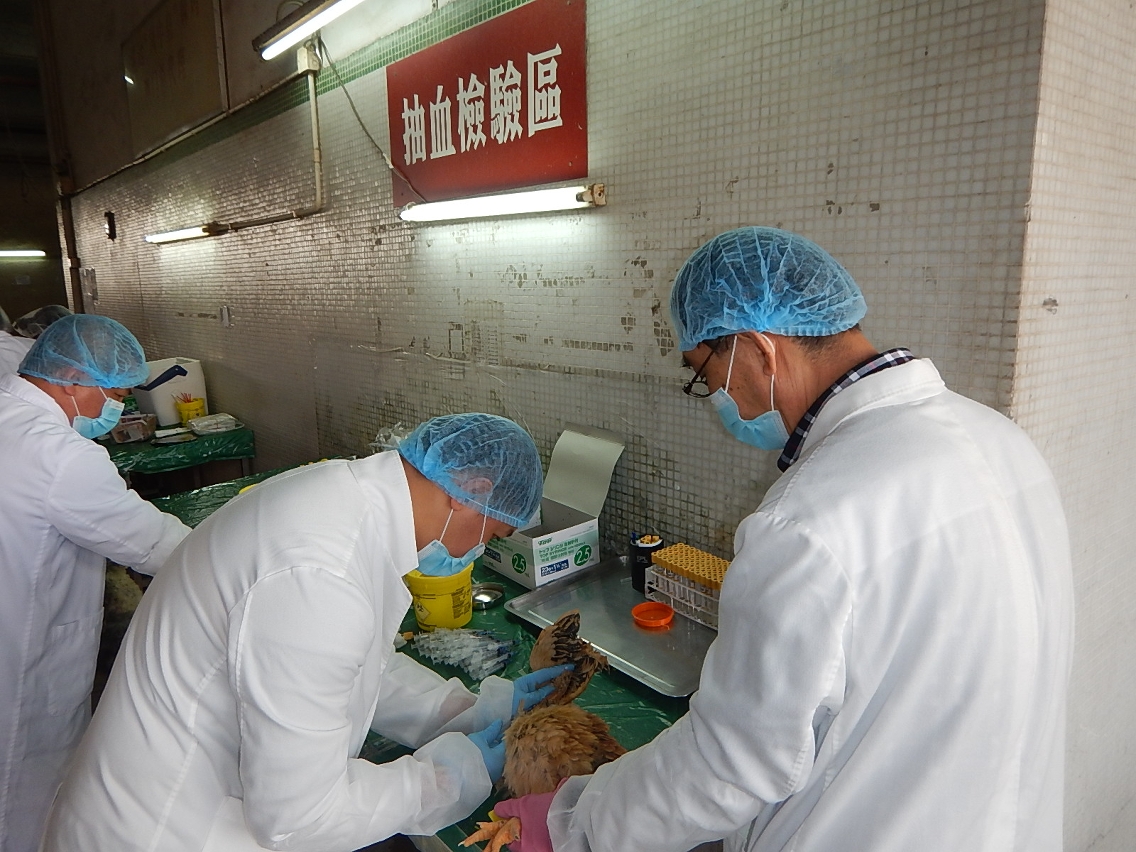 民署人員抽取活禽血液樣本