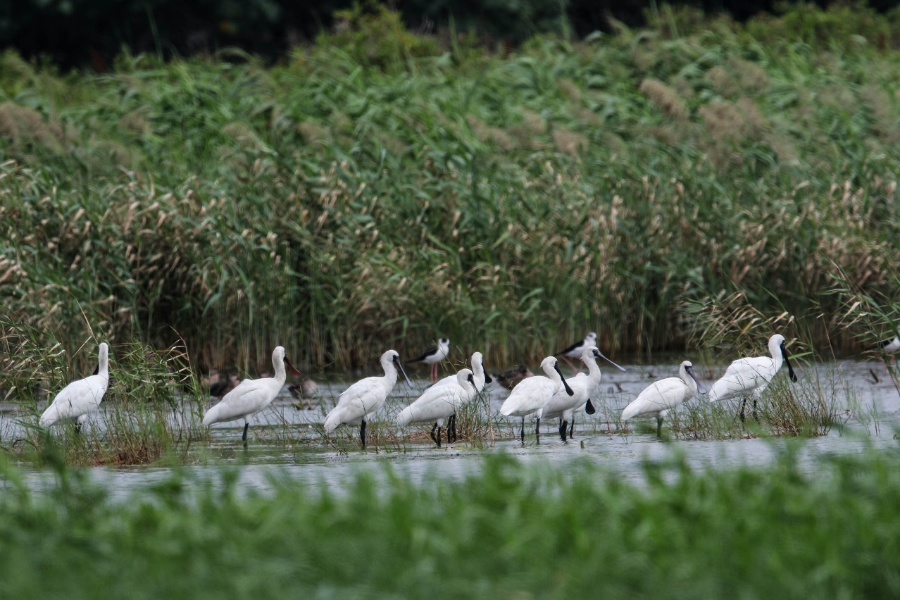 Com o início da época das aves migratórias, em Outubro de 2015, a Direcção dos Serviços de Protecção Ambiental observou, até à presente data, 62 colhereiros-de-cara-preta e dois colhereiro-europeu a repousar na Zona Ecológica I.
