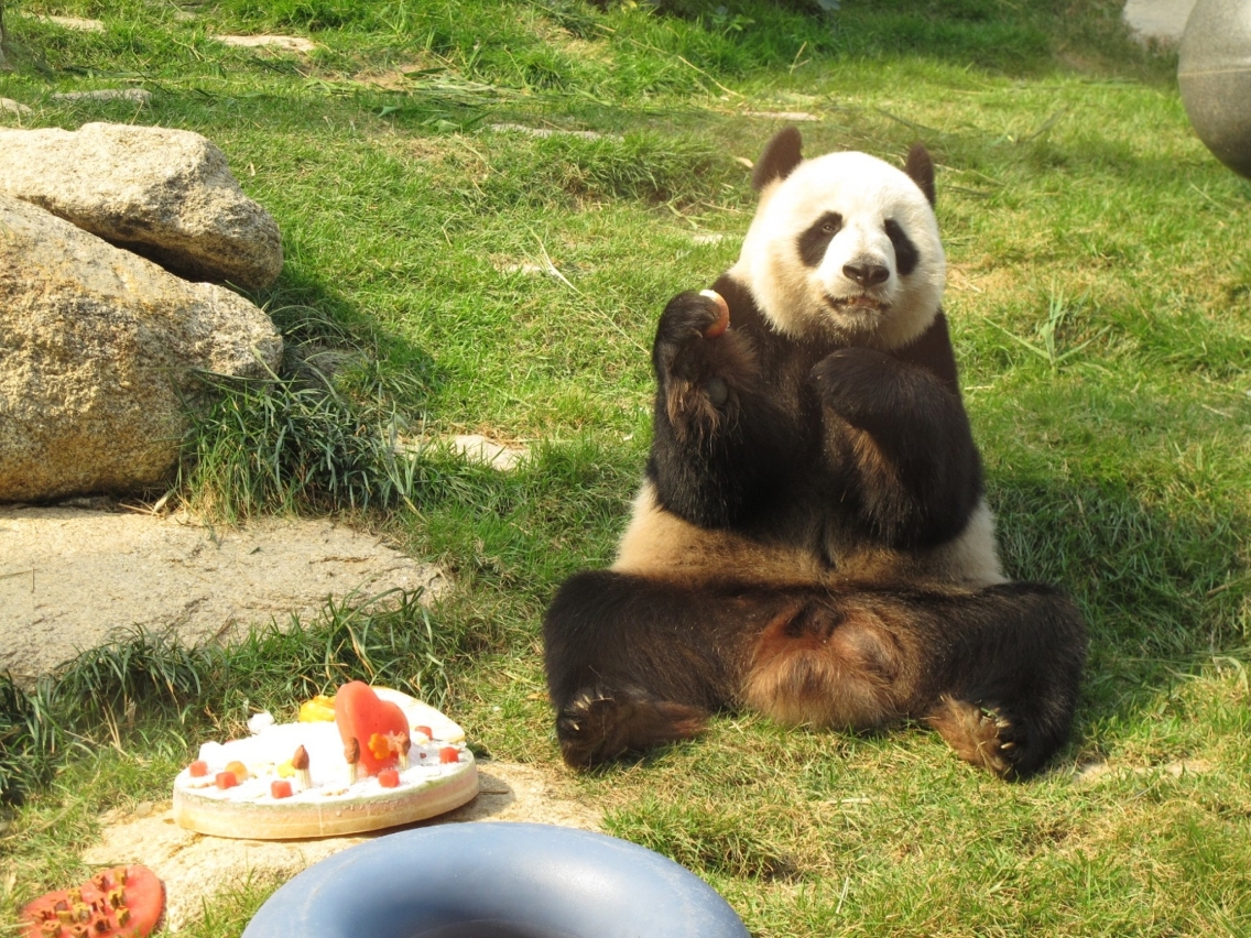 Giant panda “Shu Xiang”
