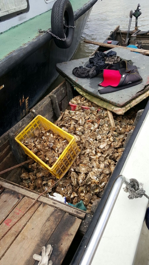 艇上載有大量蠔隻