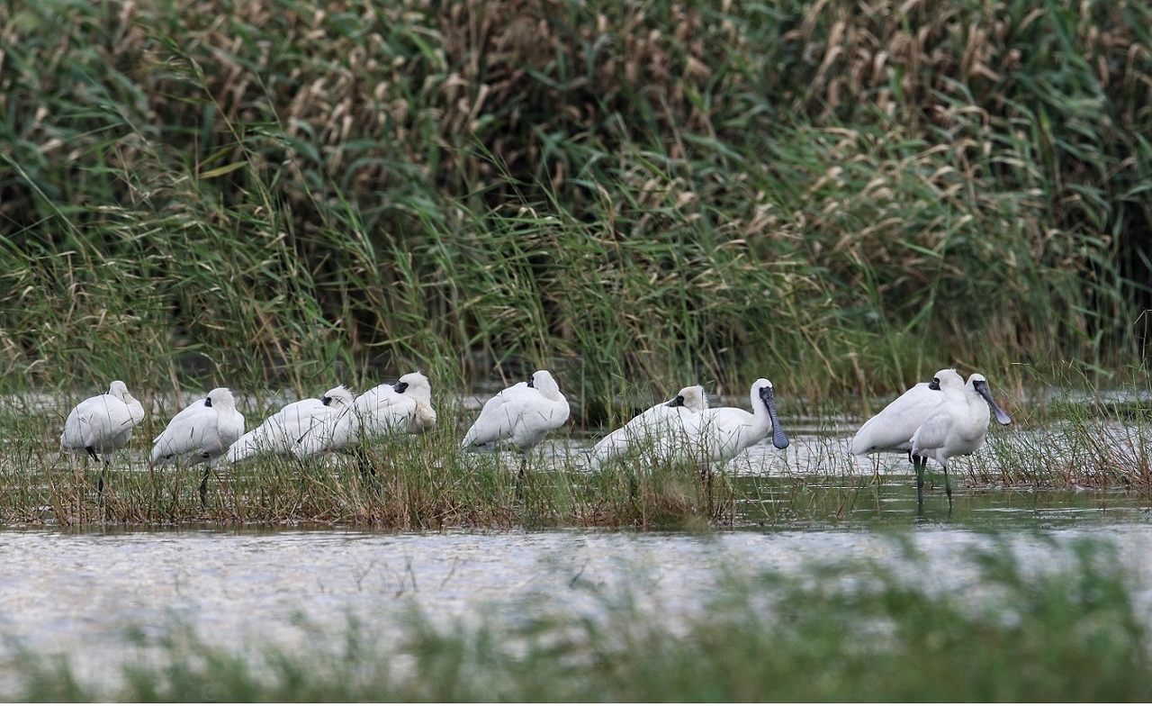 Os primeiros colhereiros-de-cara-preta, que vieram passar o Inverno em Macau, repousam nas Zonas Ecológicas