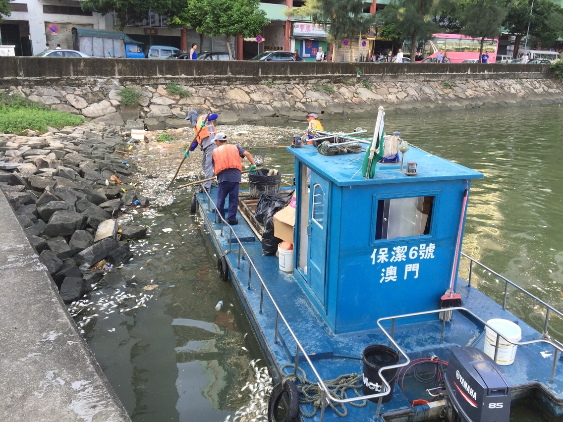 筷子基現死魚 相關部門加緊清理